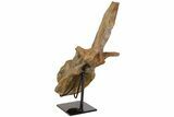 Fossil Hadrosaur (Brachylophosaur) Vertebra - Montana #113405-4
